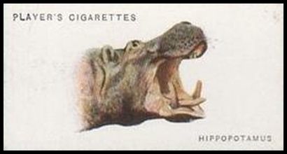 29 Hippopotamus